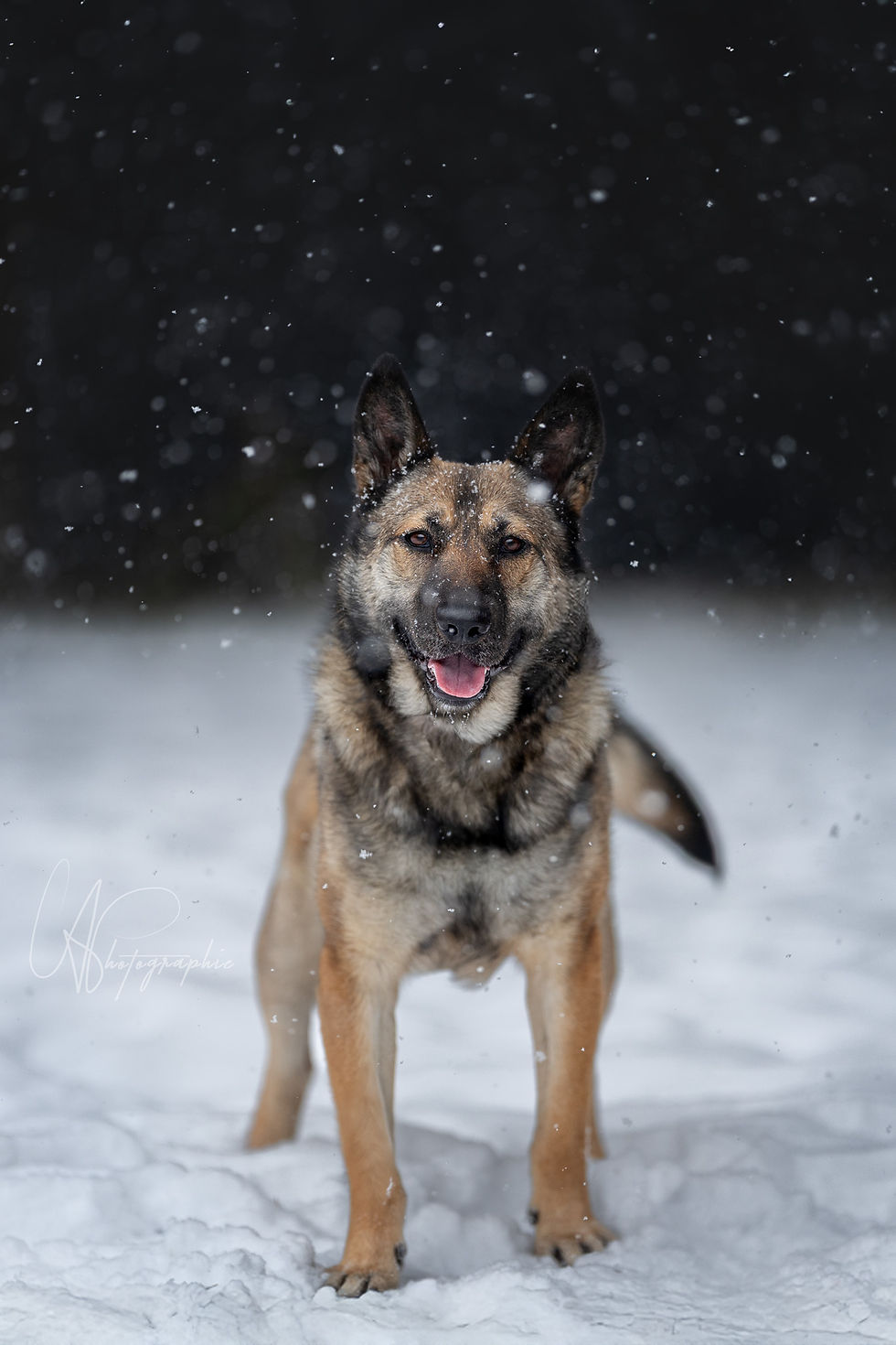 Adopter Koda de Chiots Nordiques