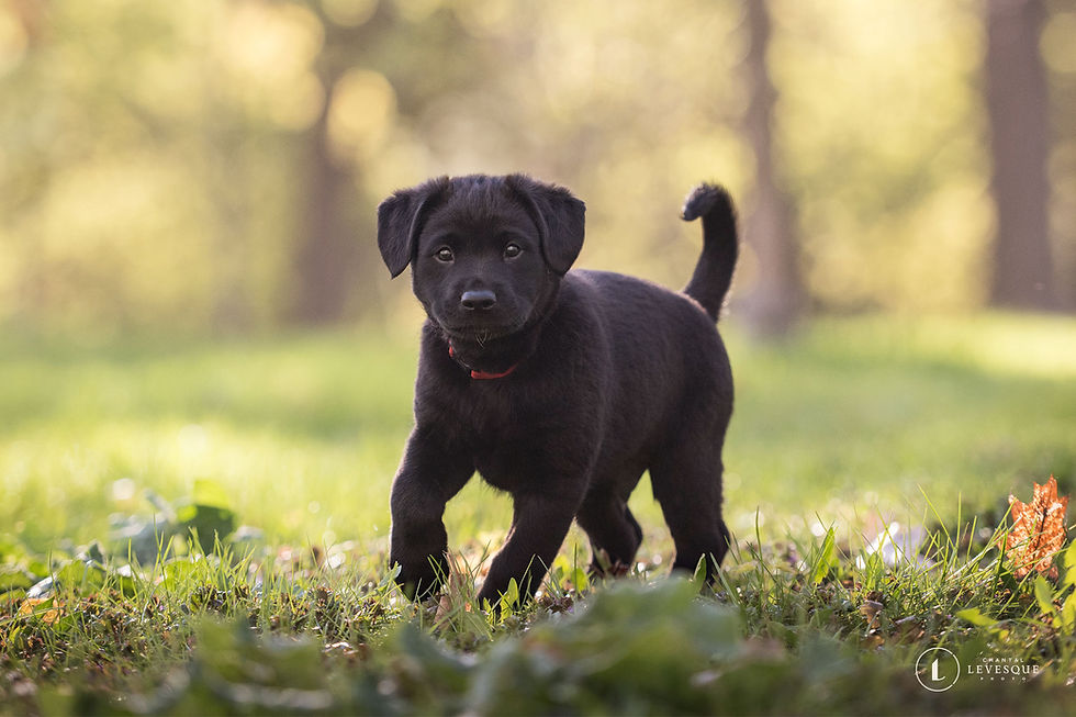 Koda - en adoption avec Chiots Nordiques