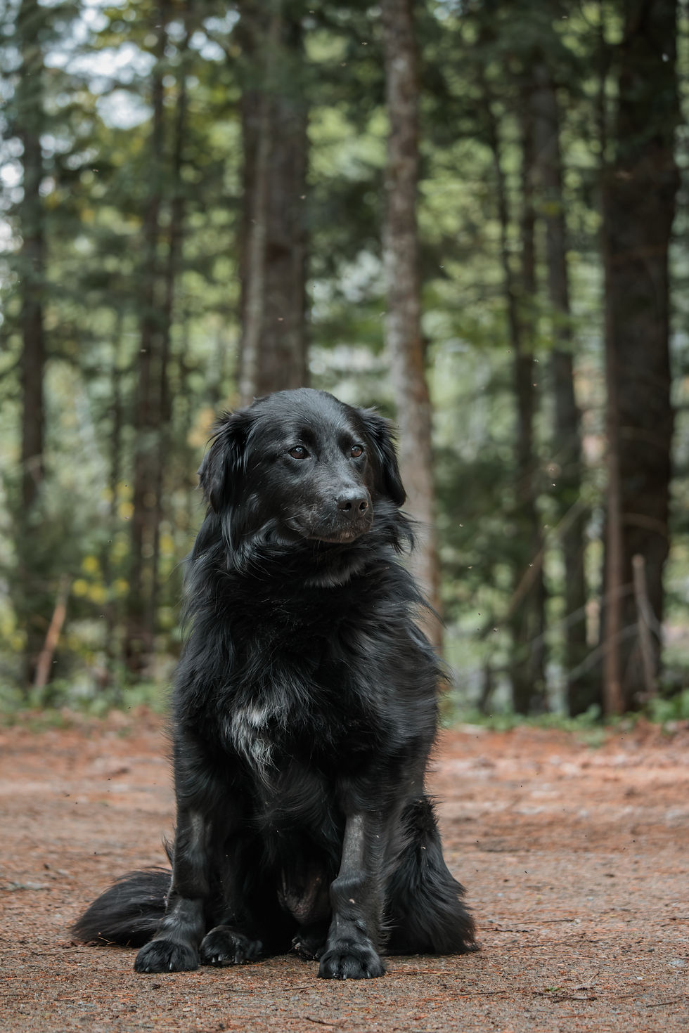 Adopter Koda de Chiots Nordiques