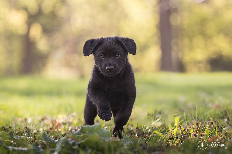 Koda Chiots Nordiques