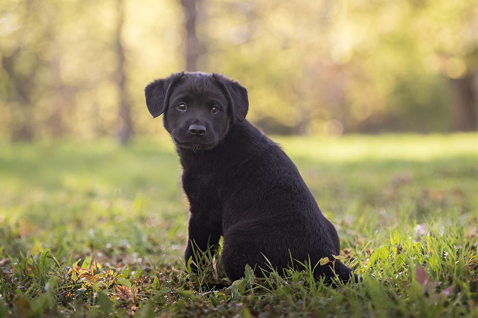 Adopter Koda de Chiots Nordiques