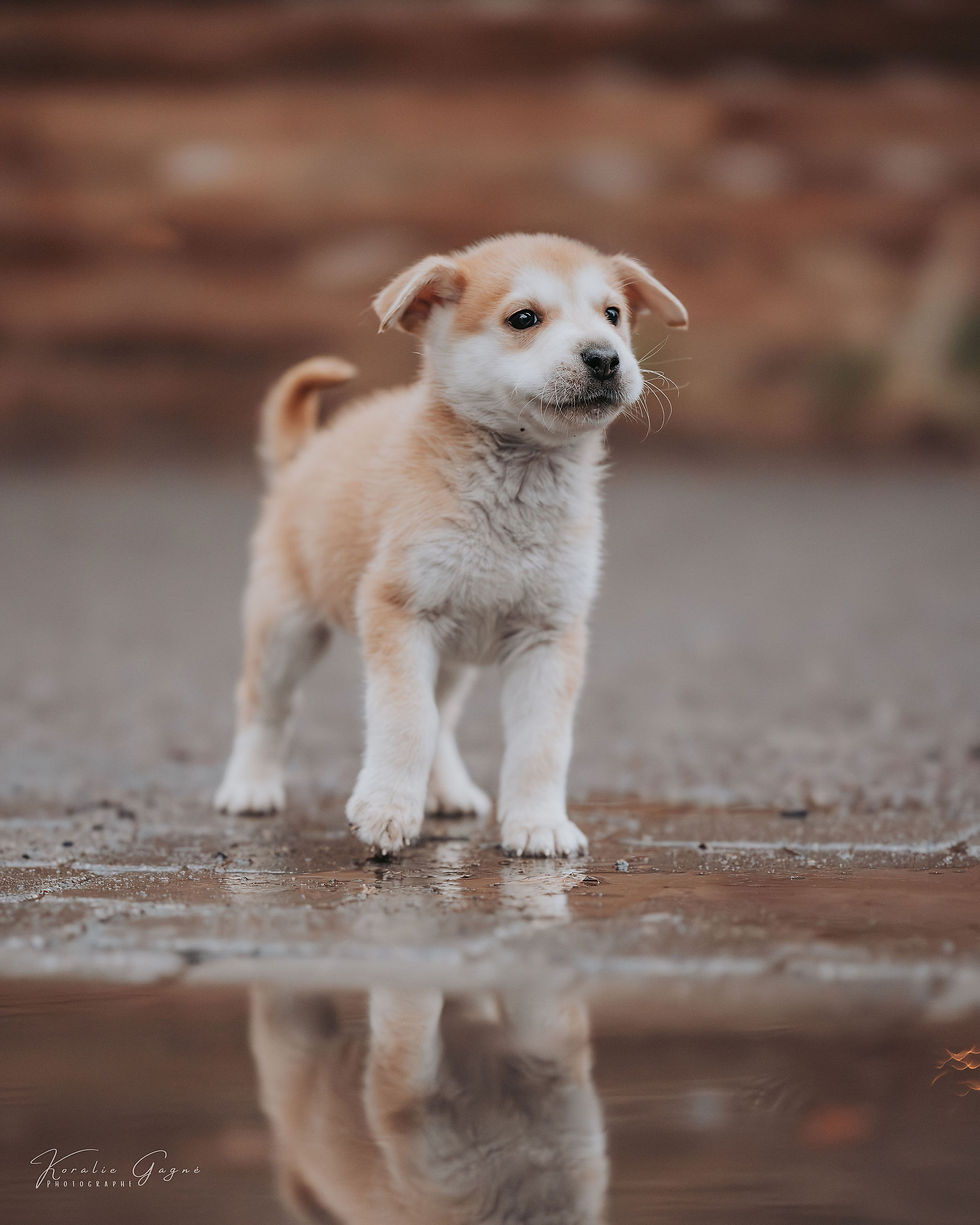 Koda - chien en adoption - Chiots Nordiques