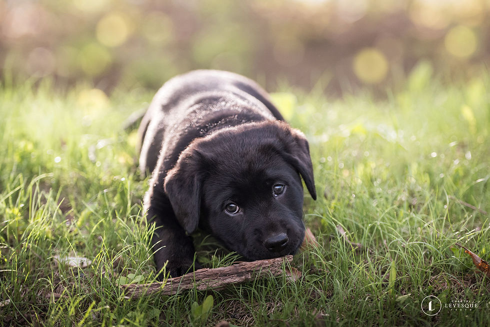 Adopter Koda de Chiots Nordiques