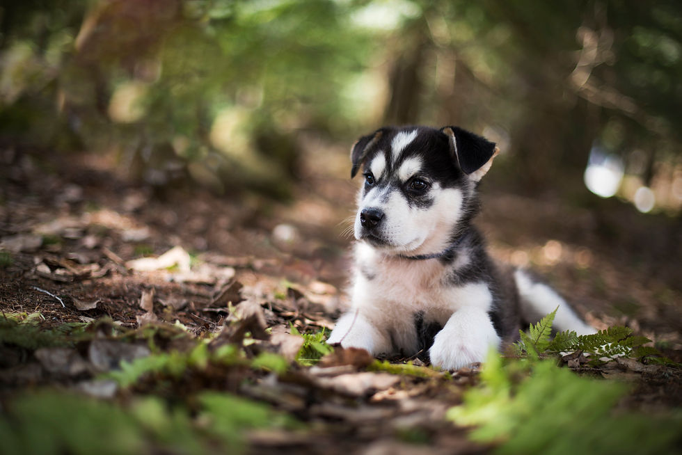 Koda - en adoption avec Chiots Nordiques
