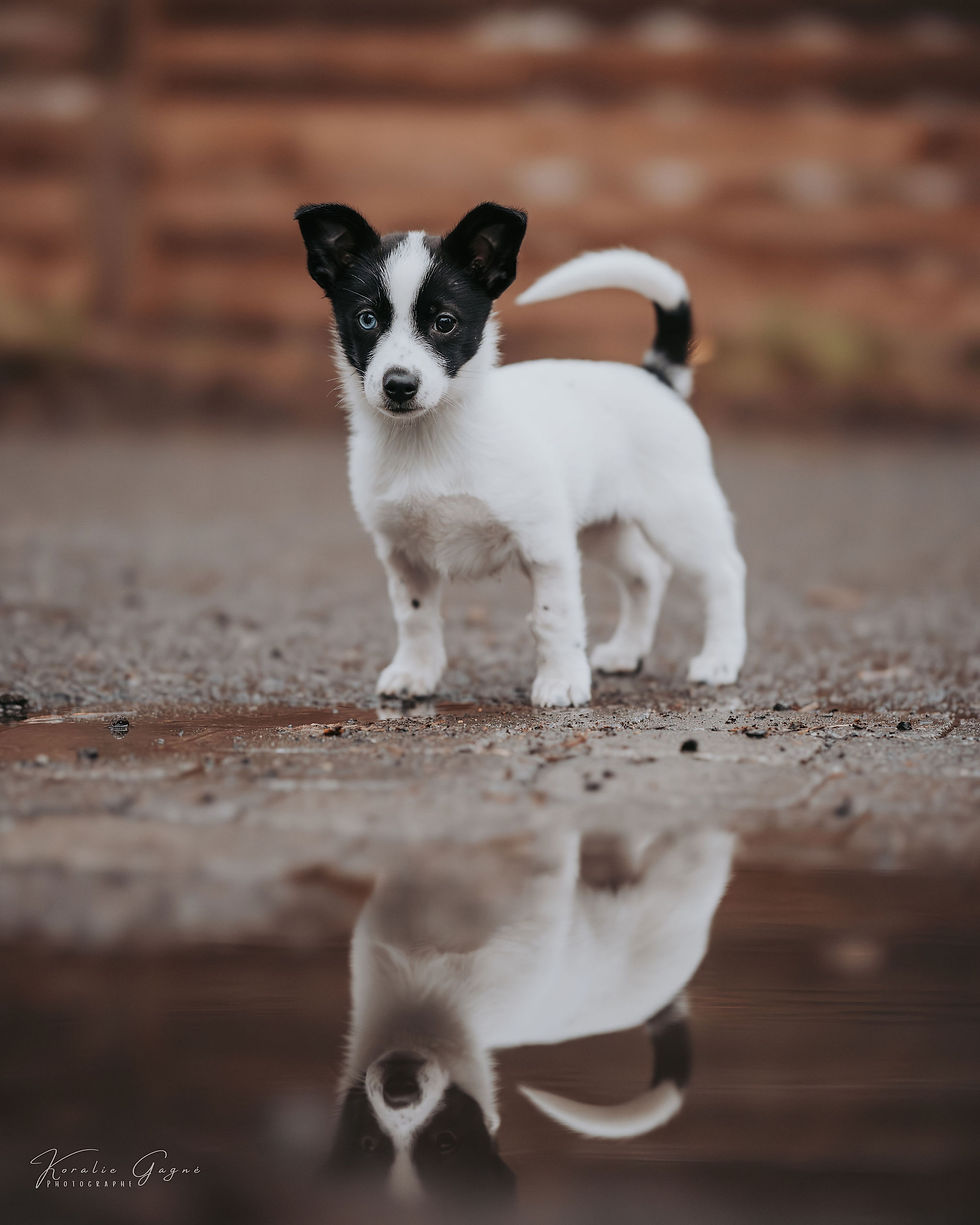 Koda Chiots Nordiques