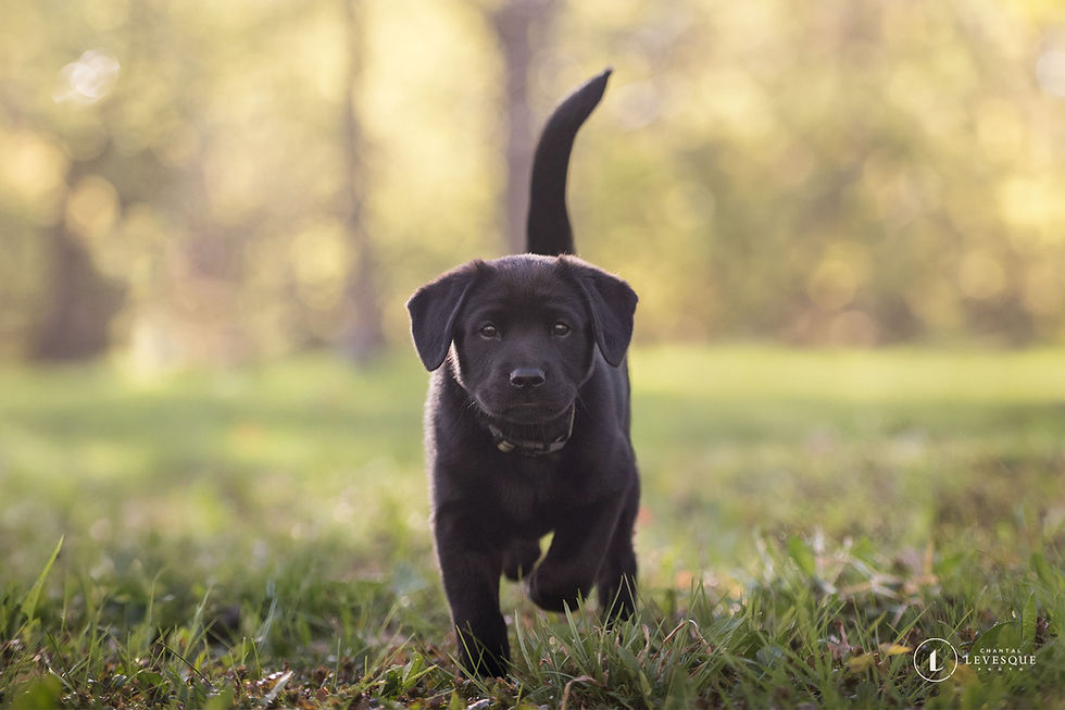 Koda - en adoption avec Chiots Nordiques
