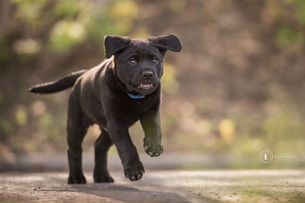 Koda - chien en adoption - Chiots Nordiques