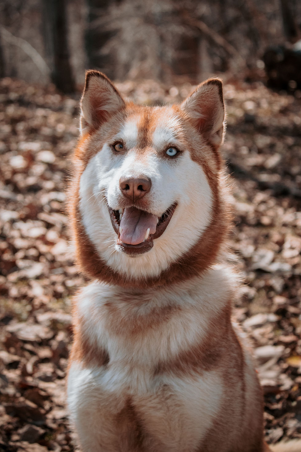 Koda - en adoption avec Chiots Nordiques