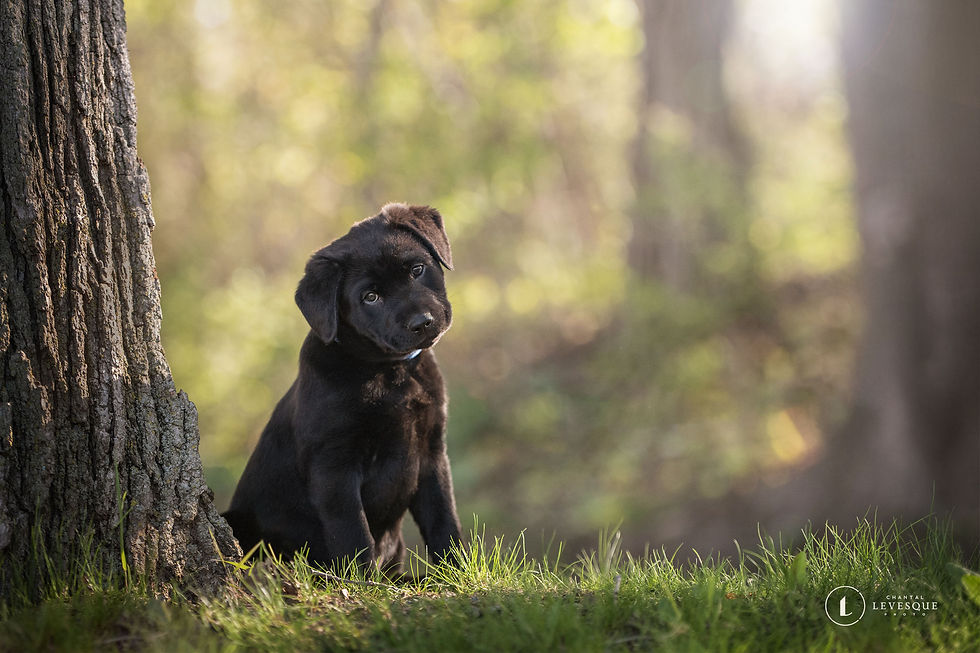 Koda - en adoption avec Chiots Nordiques
