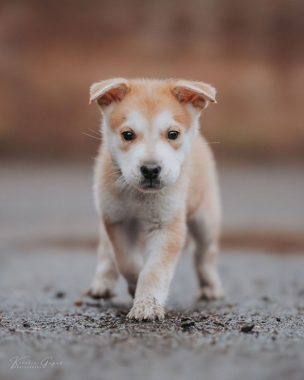 Koda Chiots Nordiques