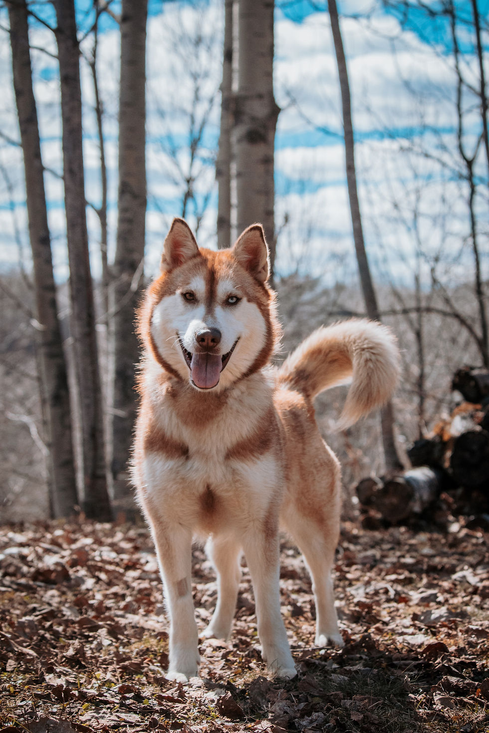Koda Chiots Nordiques