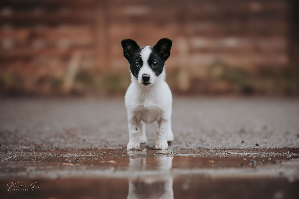 Adopter Koda de Chiots Nordiques