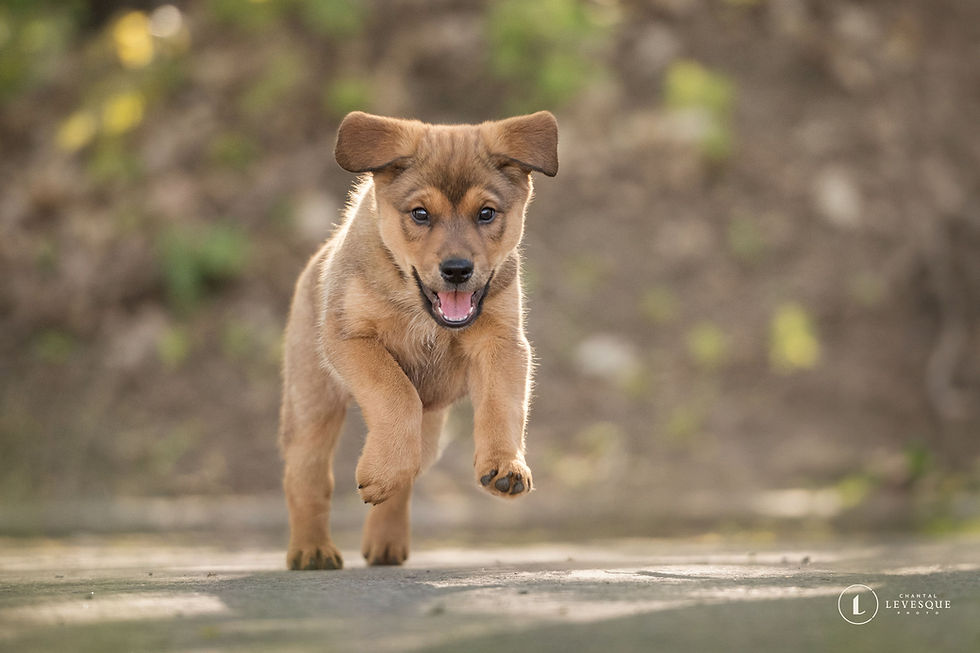Adopter Koda de Chiots Nordiques