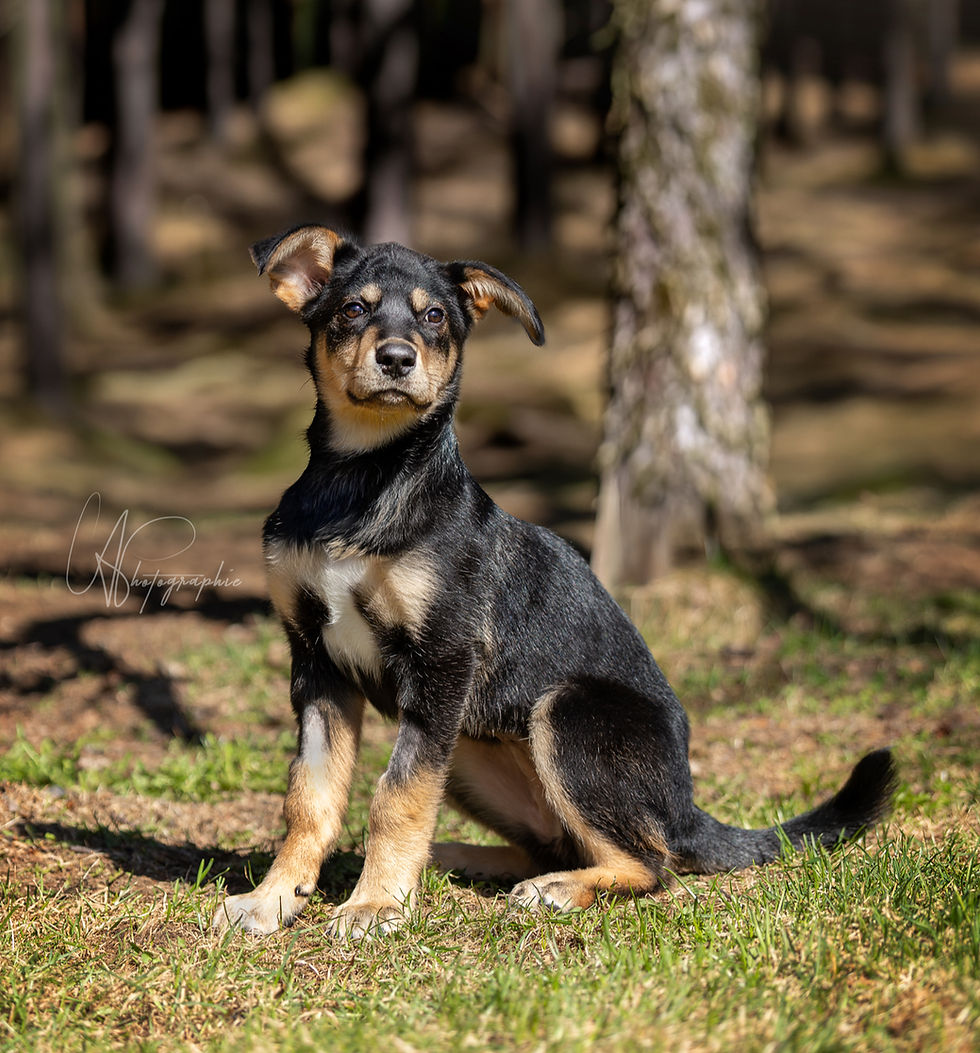 Koda Chiots Nordiques
