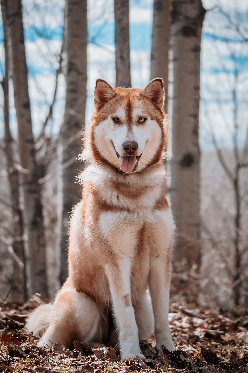 Adopter Koda de Chiots Nordiques