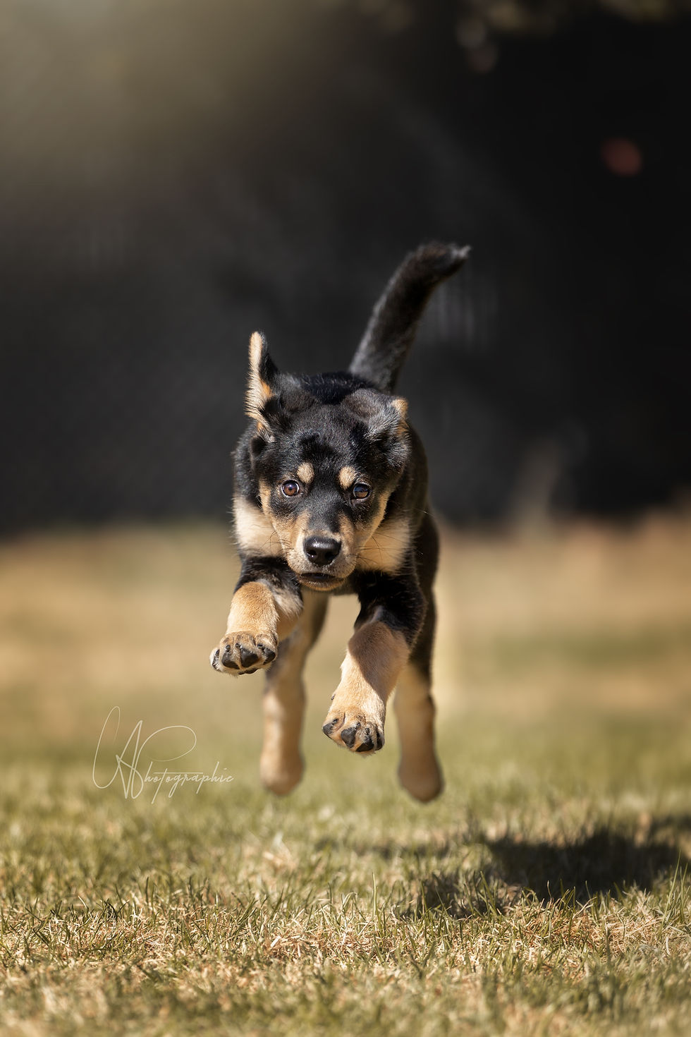 Adopter Koda de Chiots Nordiques