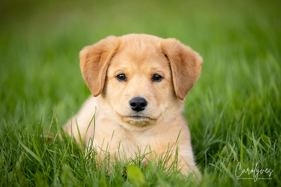 Koda - en adoption avec Chiots Nordiques