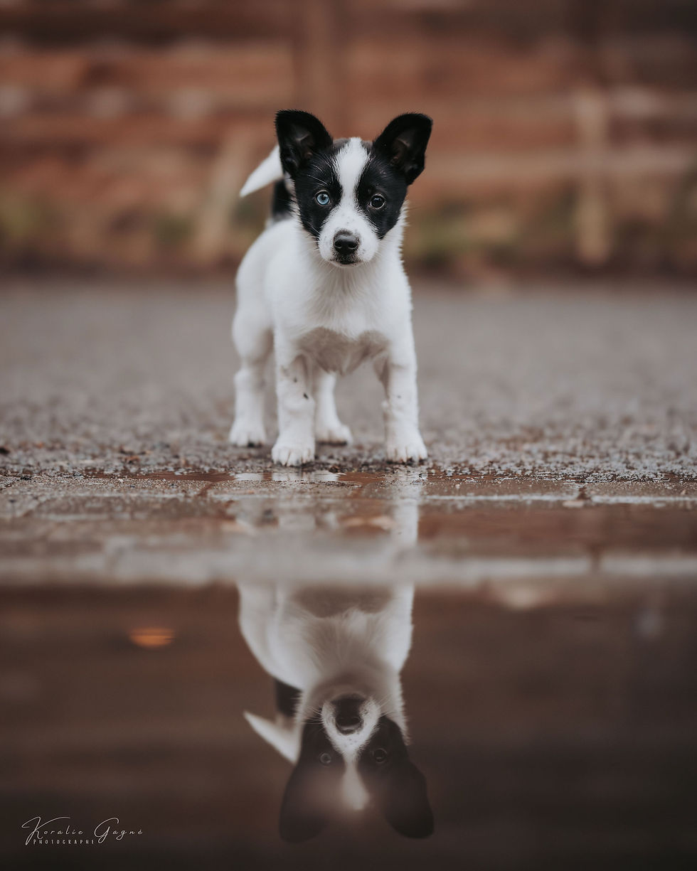 Koda - en adoption avec Chiots Nordiques