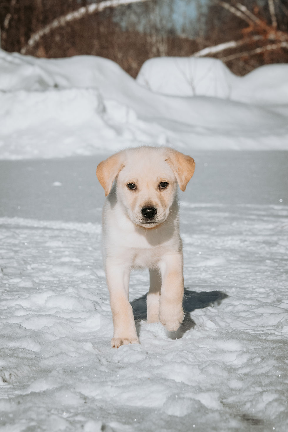 Koda - en adoption avec Chiots Nordiques