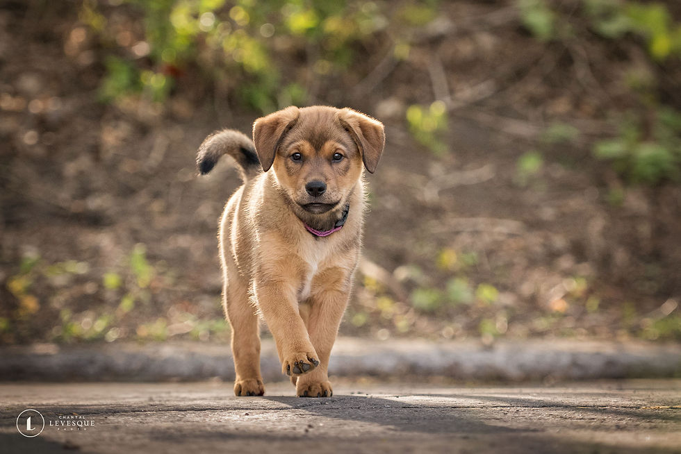 Koda - chien en adoption - Chiots Nordiques
