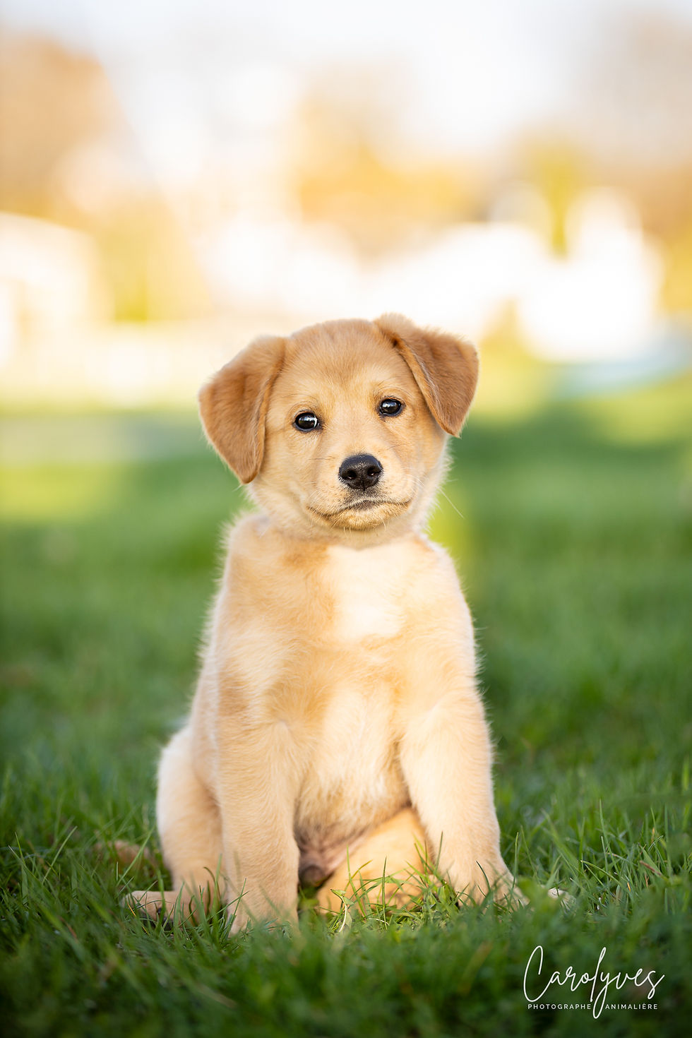 Koda Chiots Nordiques
