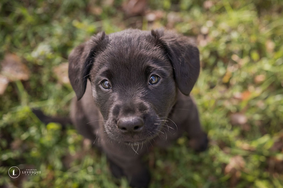Koda - chien en adoption - Chiots Nordiques