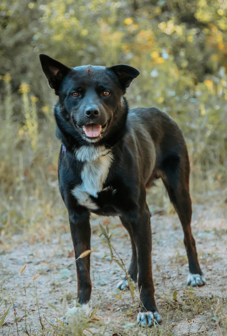 Koda - en adoption avec Chiots Nordiques