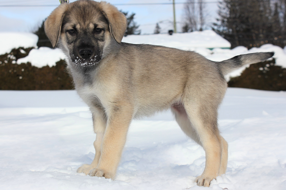 Koda - en adoption avec Chiots Nordiques