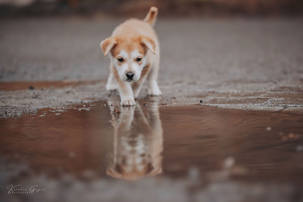 Adopter Koda de Chiots Nordiques