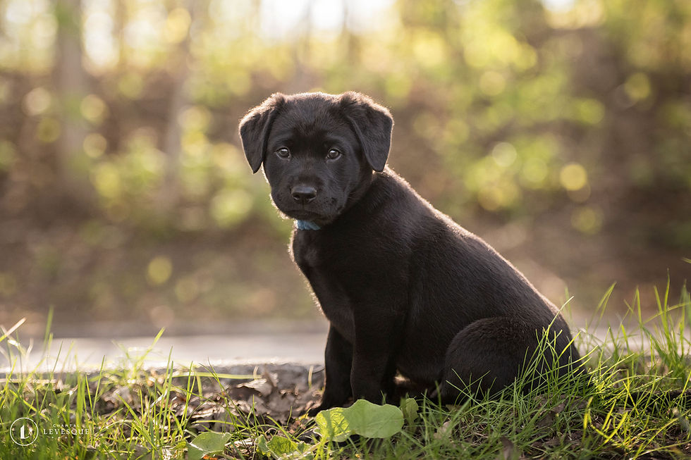 Koda Chiots Nordiques