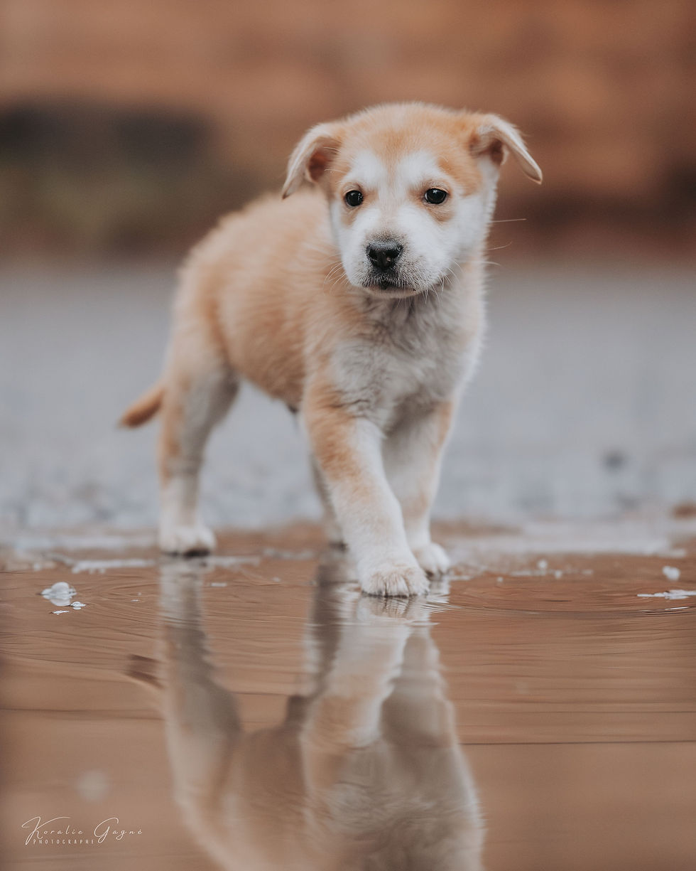 Koda - en adoption avec Chiots Nordiques