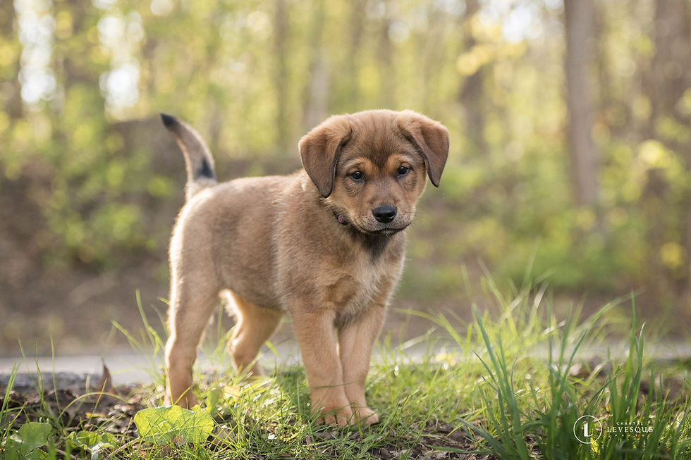 Koda Chiots Nordiques