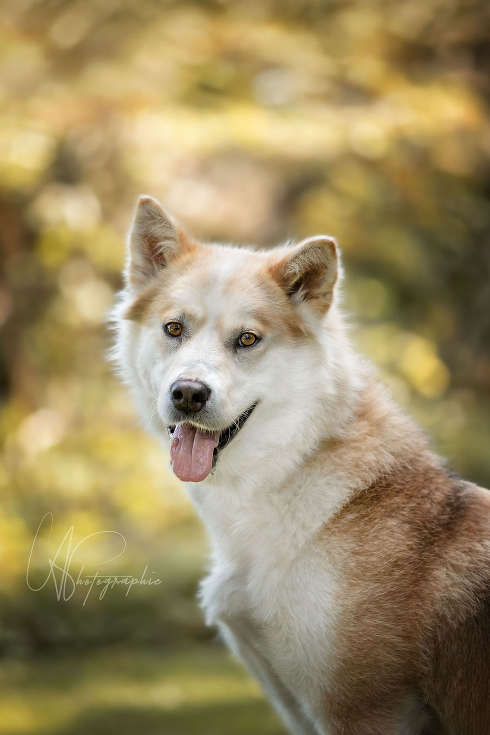 Koda - en adoption avec Chiots Nordiques