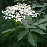 ELDER