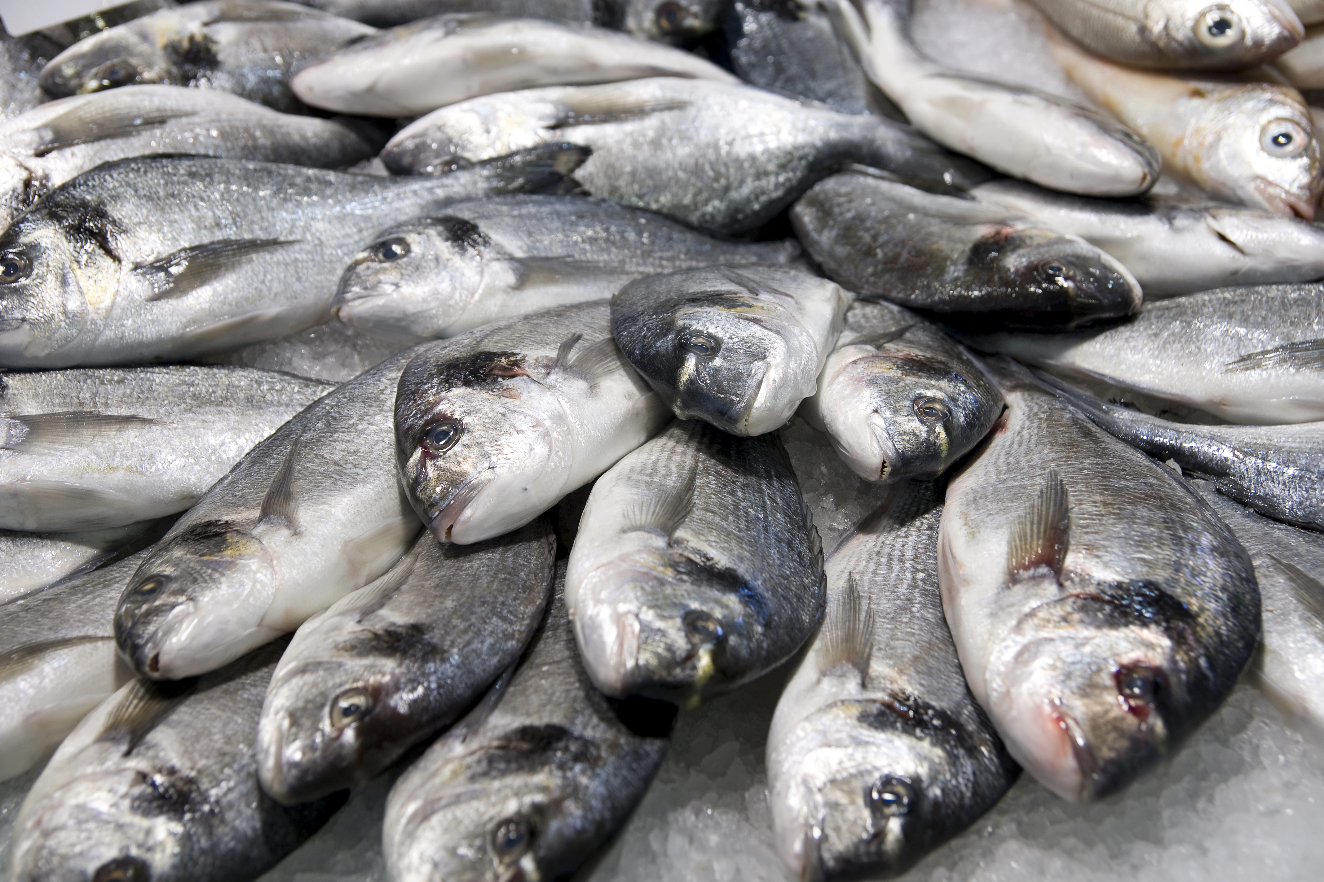 Peixe fresco e congelado