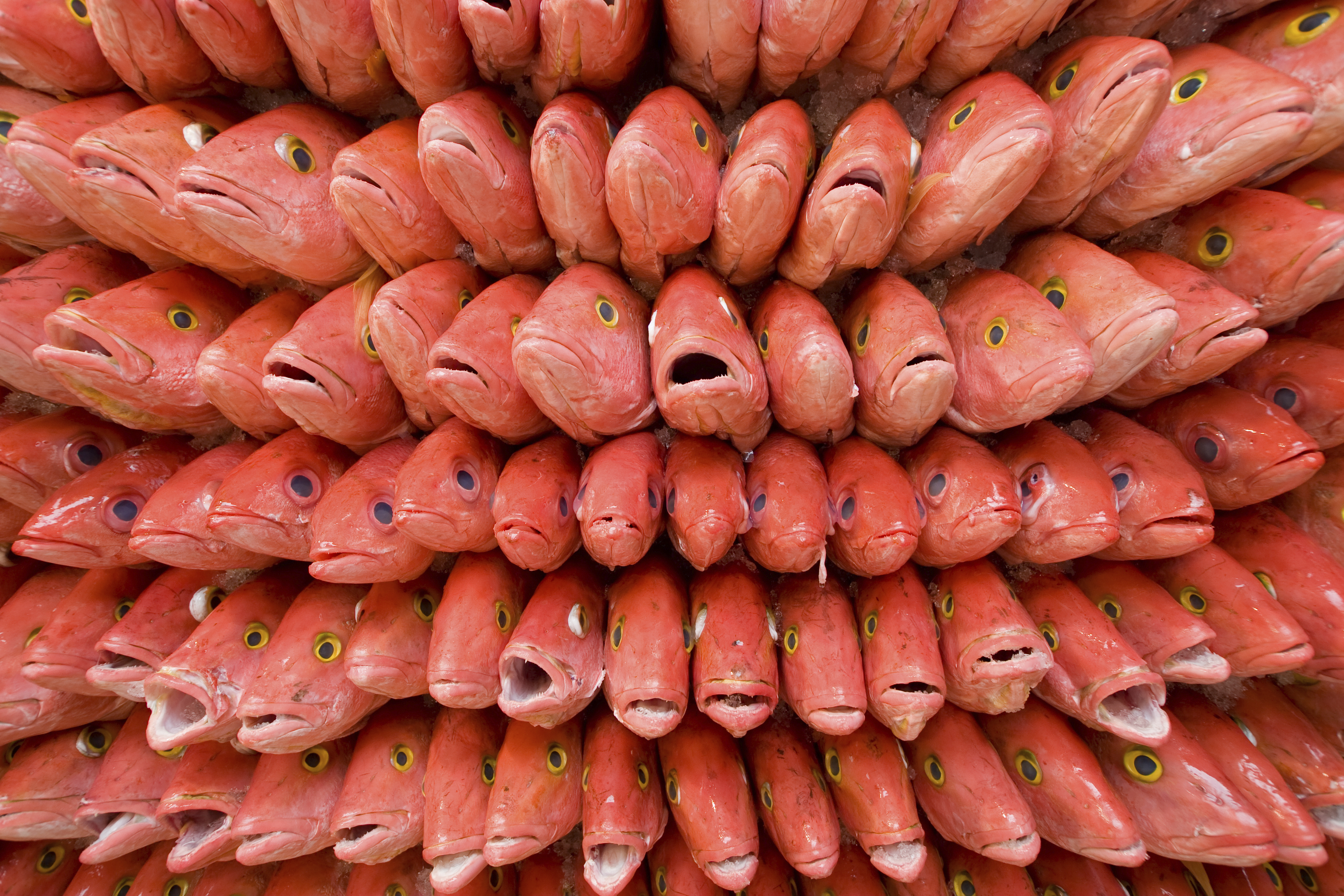 Privilegiamos qualidade