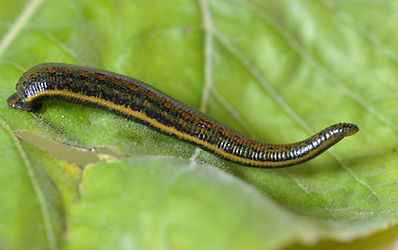 Tierheilpraktiker Claudia Dankert, Rügen
