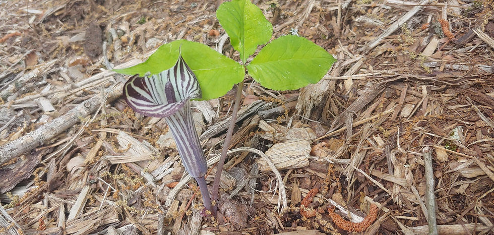 plant.jpeg