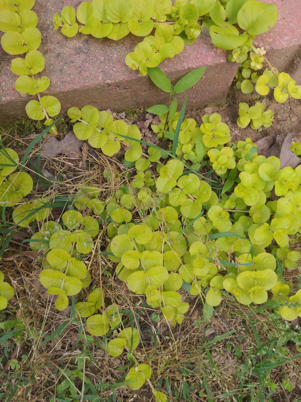 plant1.JPEG