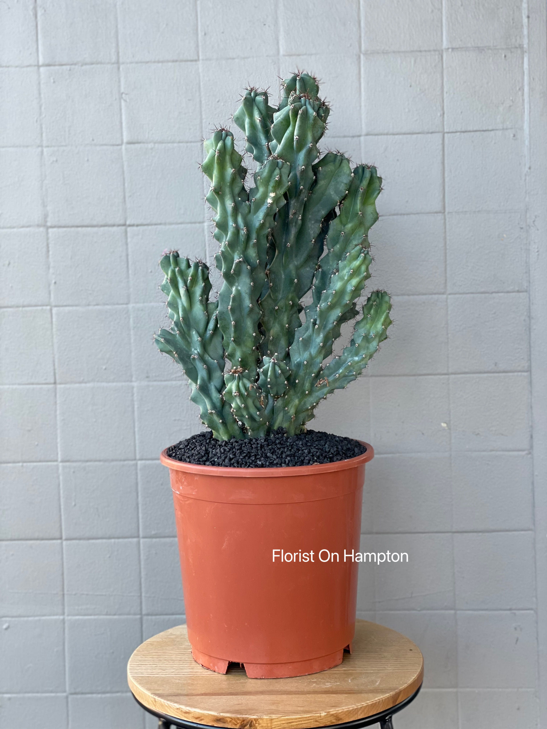 Cereus Pitahaya (Without Pot)