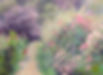 Monet's Garden Morning