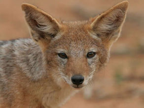 Achabal Wildlife Sanctuaries