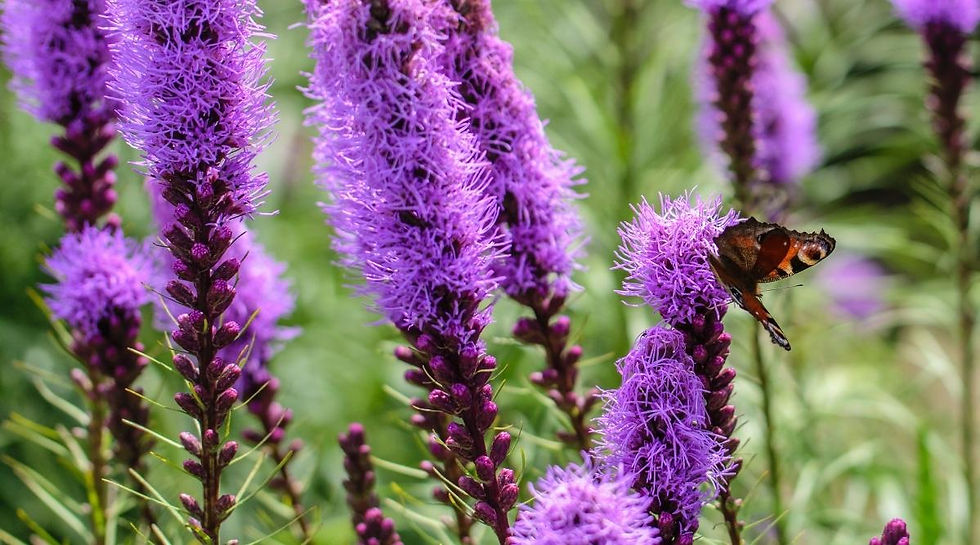 Nativars, Cultivars, Hybrids… OH MY!