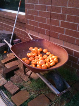 Pumpkins in wheelbarrow
