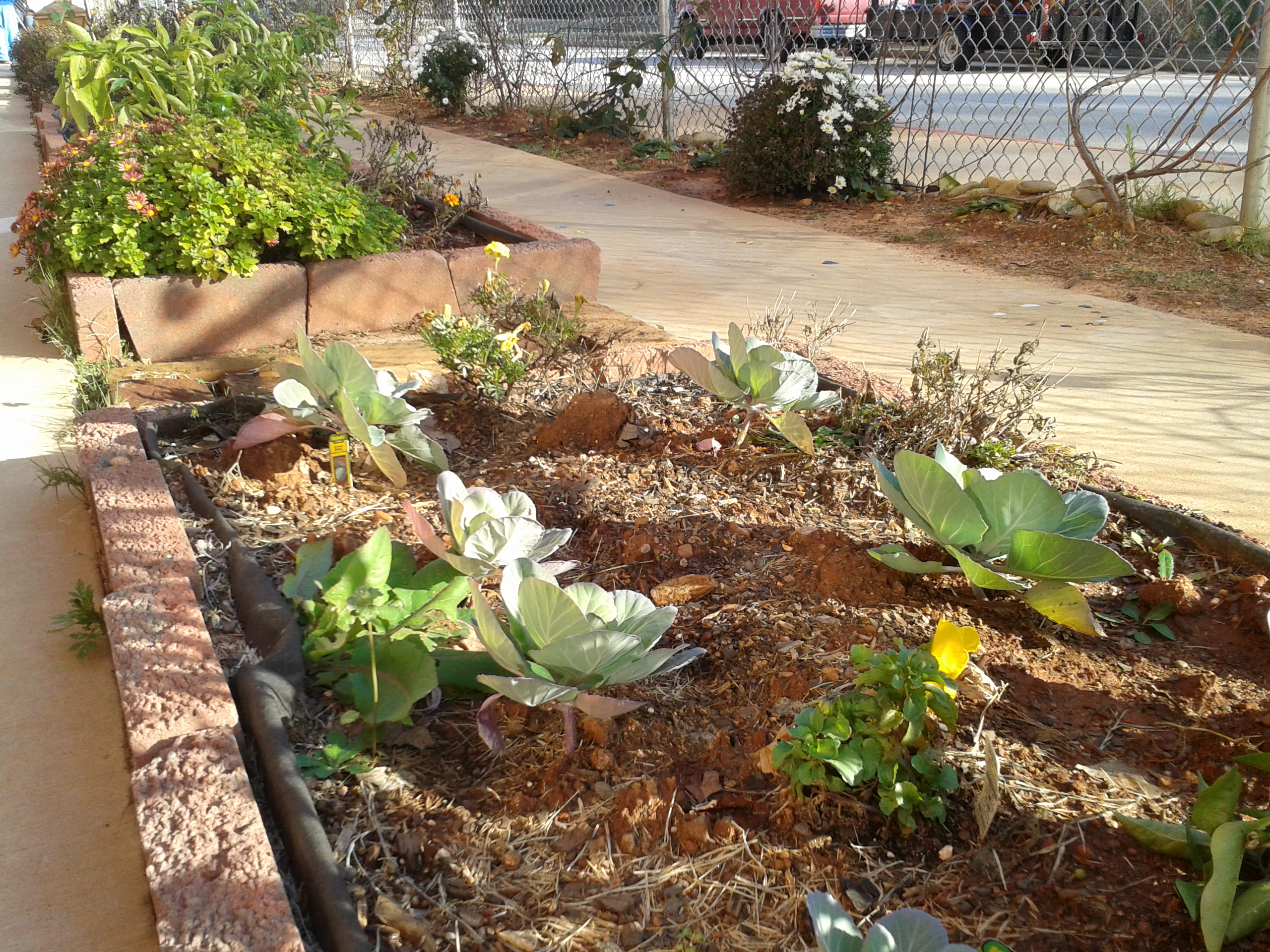Cabbages