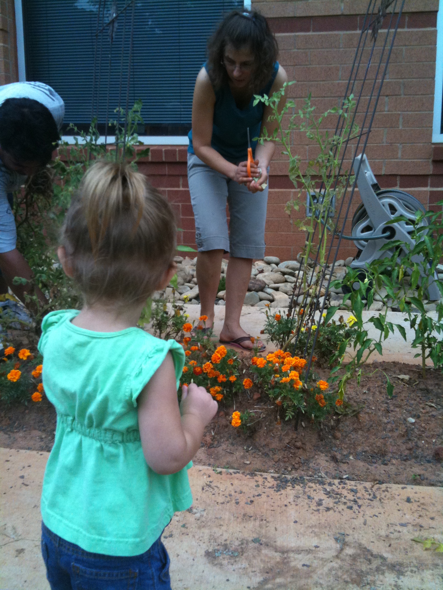 Marigolds