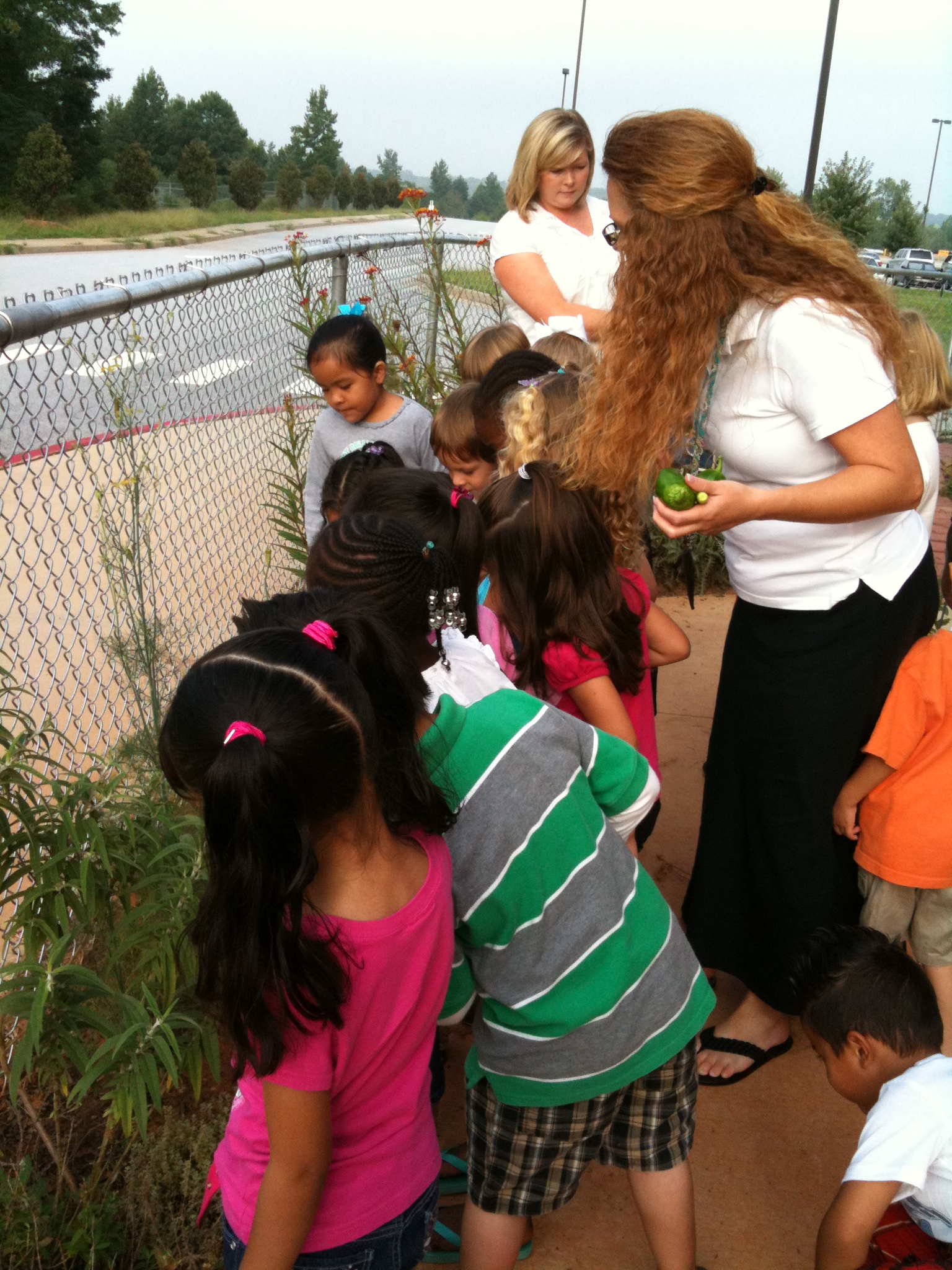 Monarch caterpillar viewing