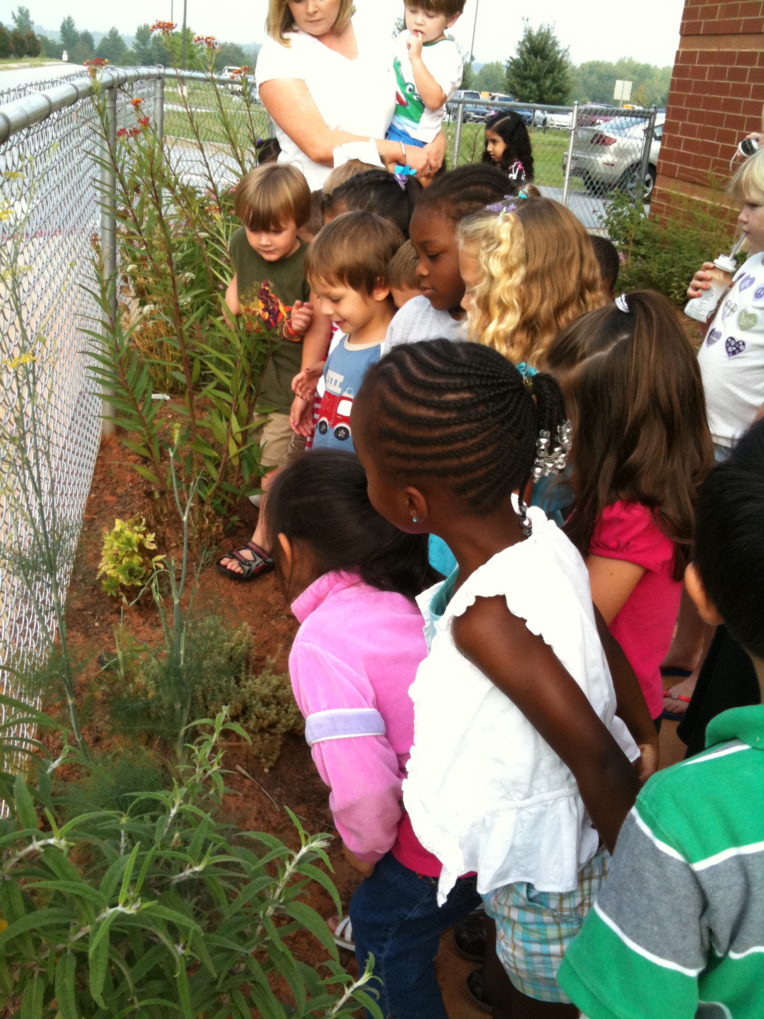 Caterpillar watching