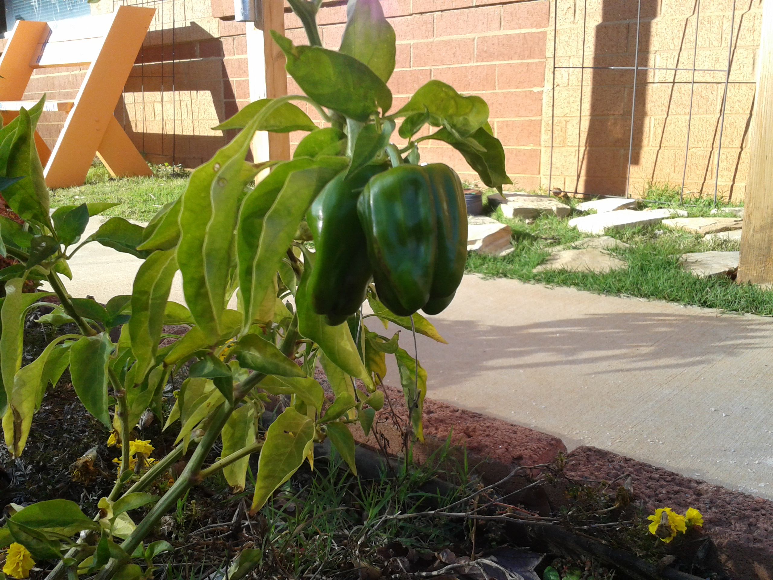 Peppers