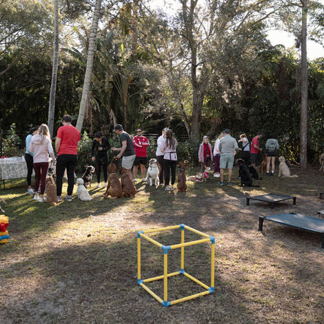 People and dogs socializing outdoors with training equipment